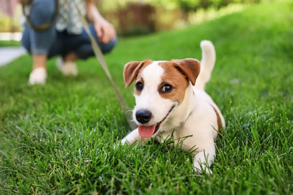 Peut-on promener avec son chien dans les parcs? Un adorable petit chien fixe l’objectif de l’appareil photo.