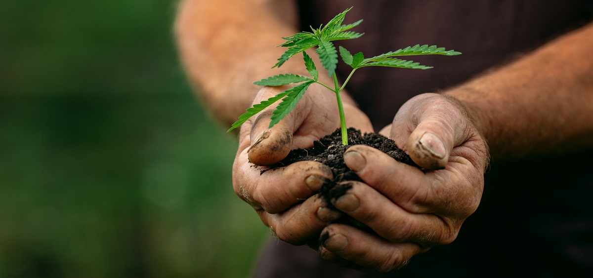 Cultiver du cannabis au Québec : ce que dit la loi Des mains sales, couvertes de terre, tiennent un plant de cannabis en pousse.