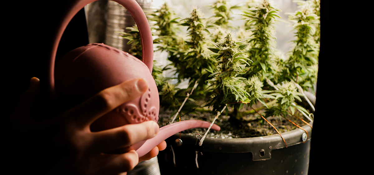 Growing marijuana in canada